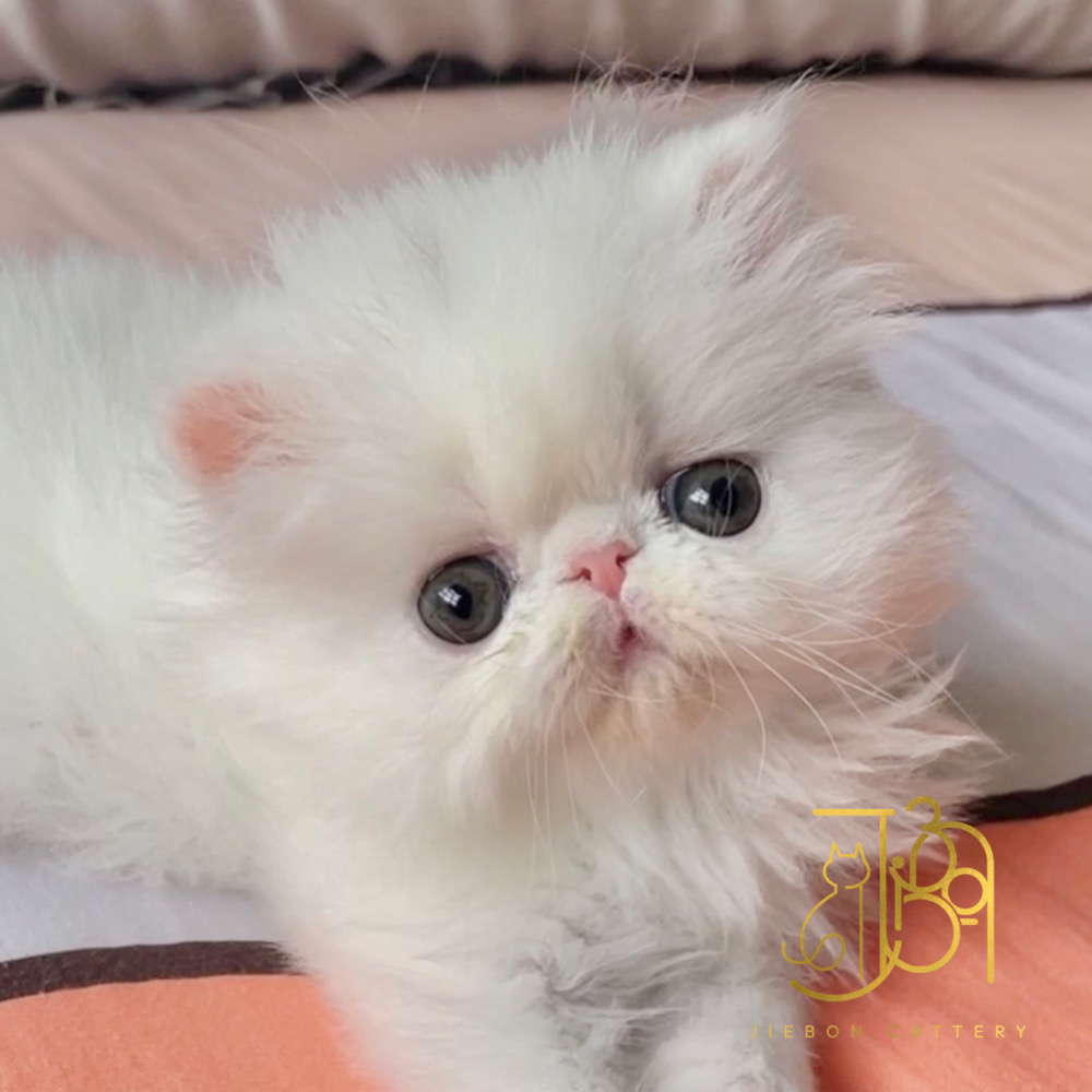 5CAA9FC4-7BCB-470D-A469-70C1F3D88CC2