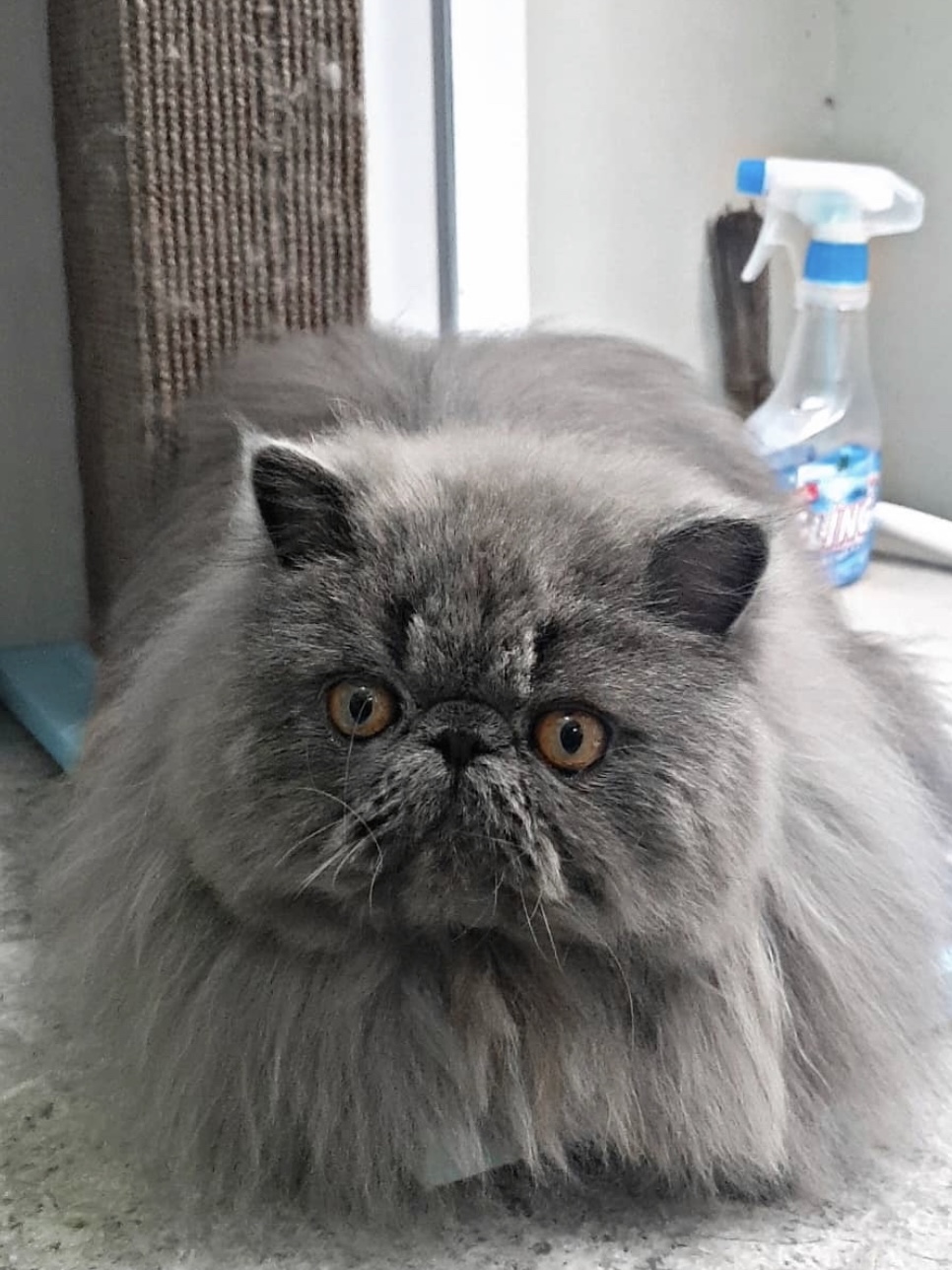 Olive Bamboni of Jiebon