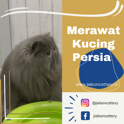 Merawat Kucing Persia