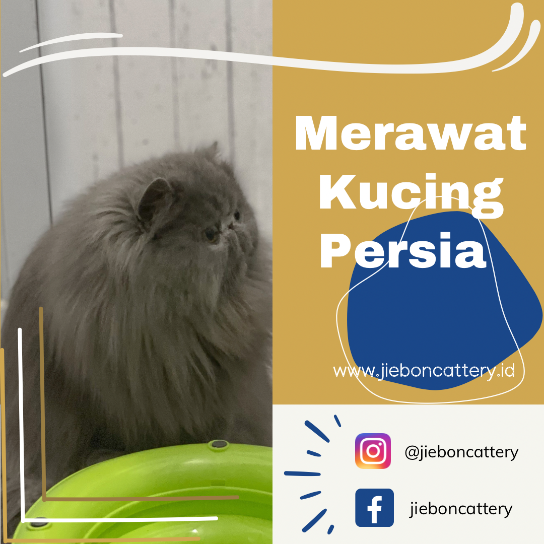 Merawat Kucing Persia