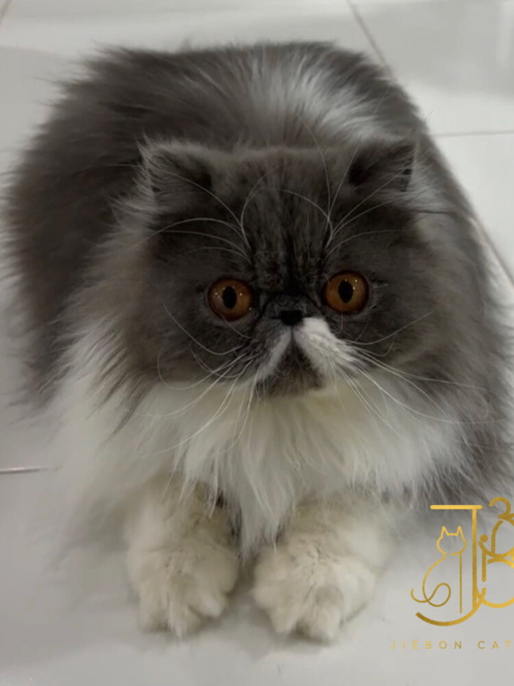 ABB604AE-A223-44B7-BA00-09DC75DB0008