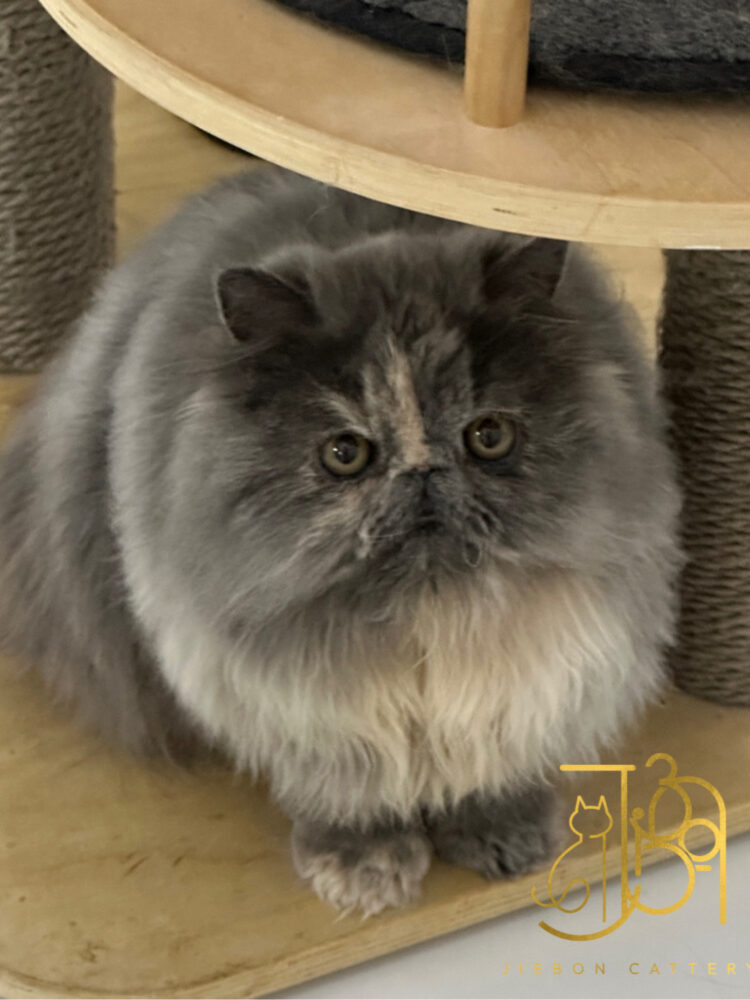 0A00053E-D148-4B80-8F09-33E94AE123A3