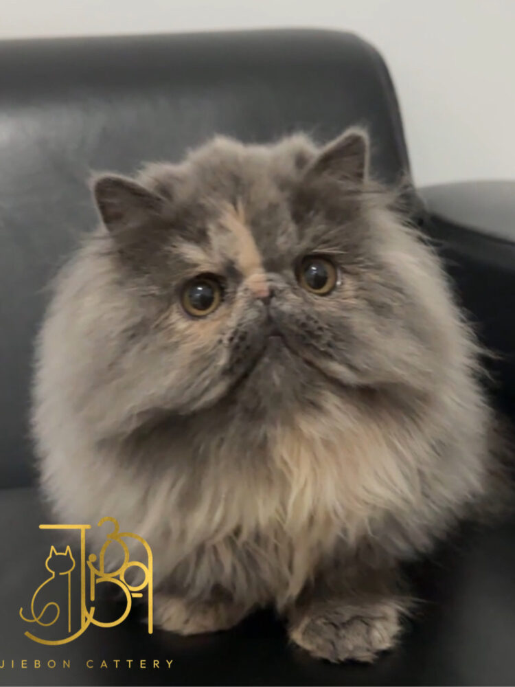 1FCE3A7A-D5EA-4AF5-B4B0-1E702FC1E2C1