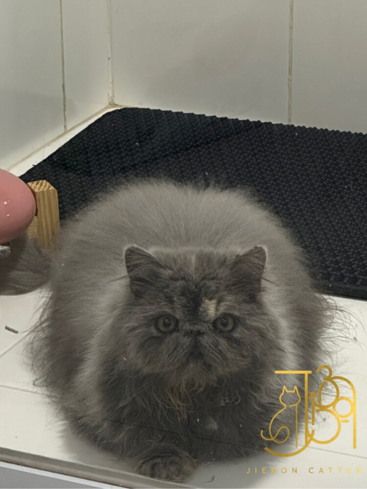 4A38342B-DEAE-4DE0-BA26-2F93B015BB3C