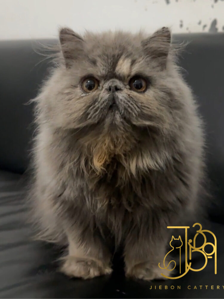 4A988B50-2D1E-4267-82D4-FD96972CA5C9