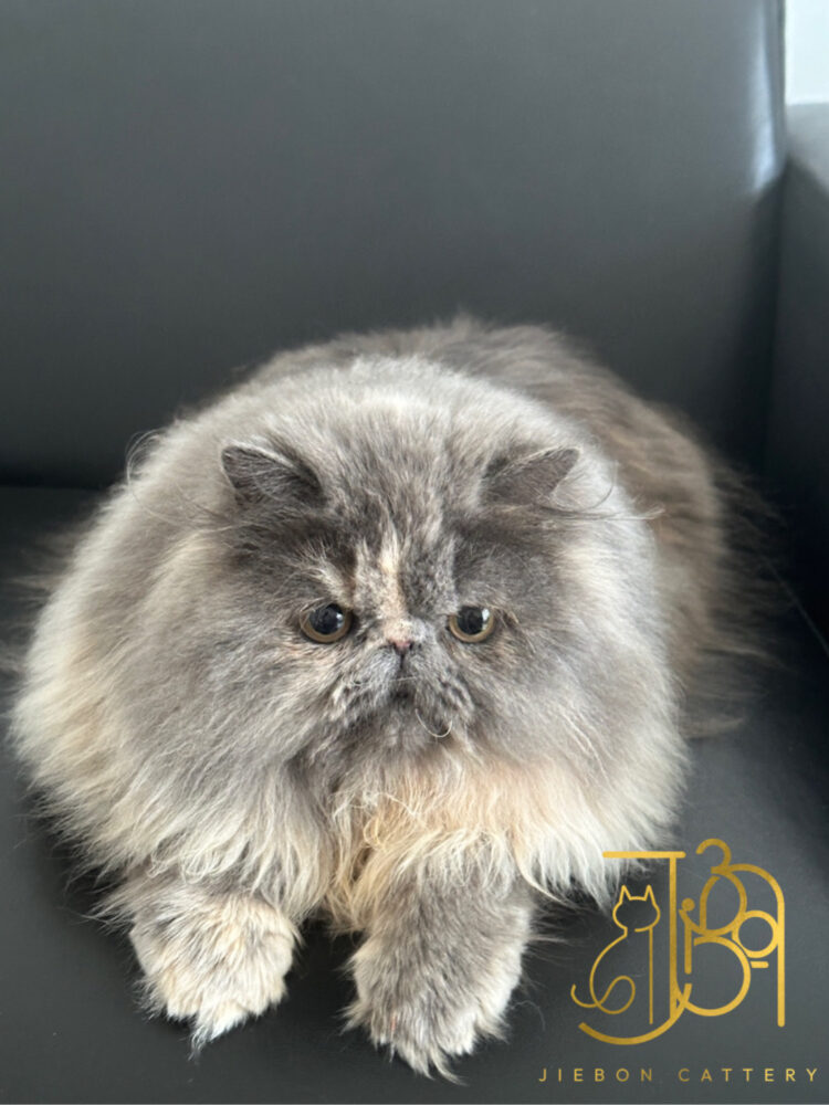 FFCEF3DA-95FE-408E-A0EB-A1F99C3FA395